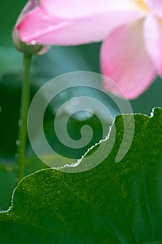 After the rain, the lotus with water drops on the green lotus leaves