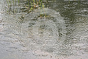 Rain maing circles in the surface of the water