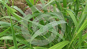 rain moisture on the wild bushes of blady grass