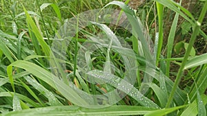 rain moisture on the wild bushes of blady grass