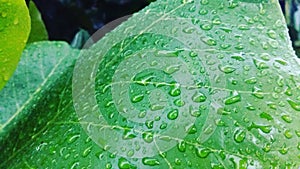 Water sparkles in leaf