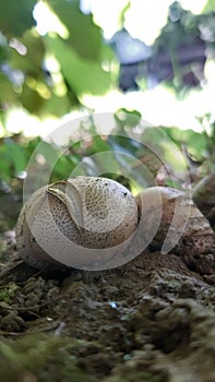 Rain mushroom in the park.