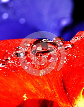 Rain on pansy petal