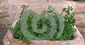 Rain on Parsley, Petroselinum crispum, Normandy