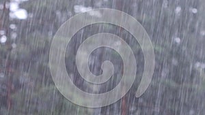 Rain in a pine forest. Background from heavy downpour