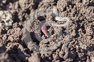 Rain pink worm close - up in loamy wet soil,close-up photo