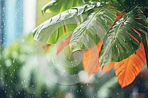 rain pouring on leaves, representing a tropical hardiness zone