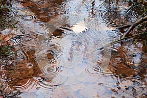 Rain puddle in the forest