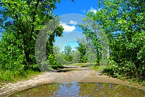 Rain puddle on road and trees