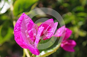 After the rain, Purple bougainvillea, Touch of spring photo