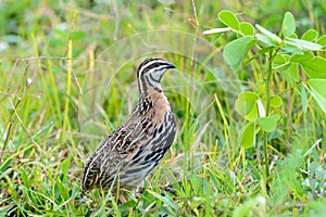 Rain Quail or Coturnix coromandelica.