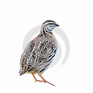 Rain Quail or Coturnix coromandelica.