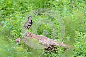 Rain Quail or Coturnix coromandelica.