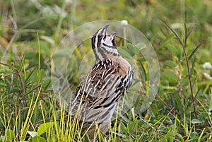 Rain Quail Coturnix coromandelica Beautiful Male Birds of Thailand