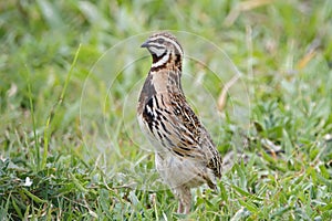 Rain Quail Coturnix coromandelica Birds of Thailand