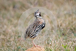 Rain Quail Coturnix coromandelica Male Birds Calling