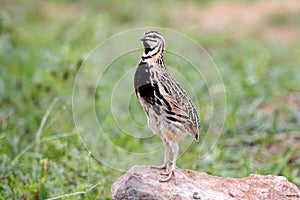 Rain Quail Coturnix coromandelica Male Cute Birds of Thailand