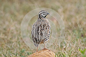 Rain Quail Coturnix coromandelica Male Cute Birds of Thailand