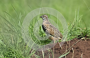 Rain Quail in the Grassland during Monsoon