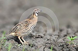 Rain quail in open land