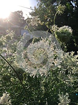 After the Rain: Queen Anne`s Lace backlit