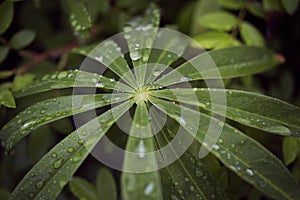 Rain Raindrops on a Marshmallow Root leaf