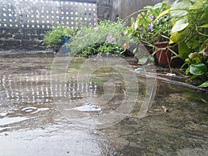 Rain rainyday weather plants greenview photo