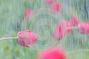 In the rain red Tulip closeup.