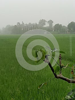 Rain in the rice fields photograpy nature ricefields tree photo