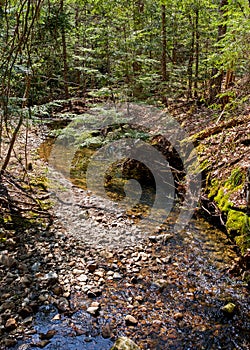 Rain runoff in a forest after heavy rainfall photo