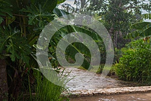 Rain season in jungle. Downpour in rainforest. Tropical garden with trail and puddles. Monsoon background.