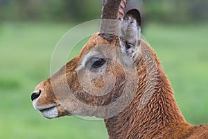 Rain-soaked impala ram