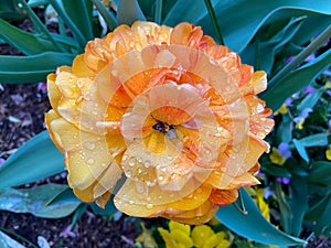 Rain Soaked Orange Flower in April