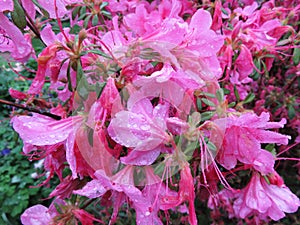 Rain Soaked Pink Azalea Flowers