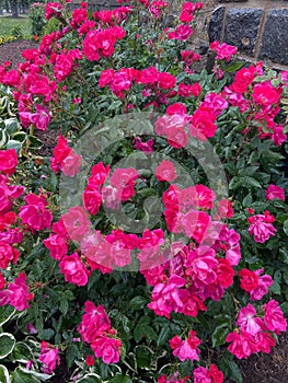 Rain Soaked Pink and Red Roses in Spring