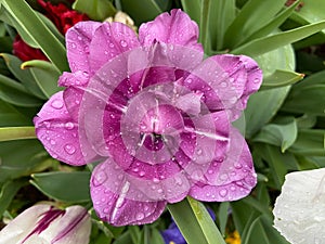 Rain Soaked Purple Flower in the Garden
