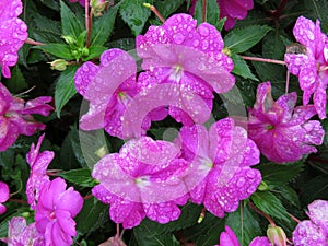 Rain Soaked Purple Impatiens Flowers