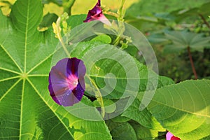 Rain soaked purple Morning Glory flower against a Castor Bean leaf