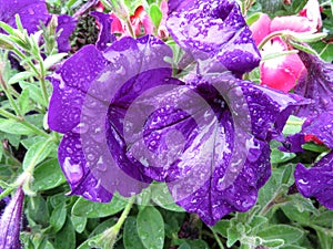 Rain Soaked Purple Petunia Flowers After a Heavy Rain