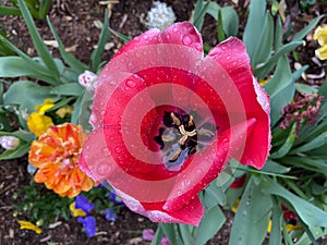 Rain Soaked Red Tulip in April in Spring