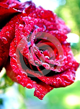 Rain soaked rose