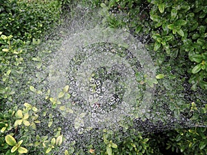 Rain Soaked Spiderweb photo