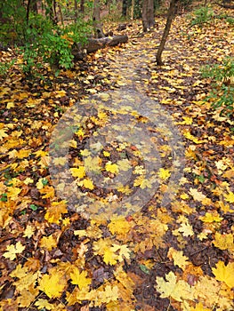 Rain Soaked Yellow Leaves on the Trail