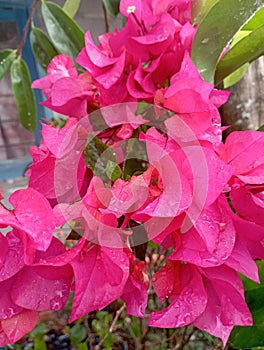 the rain soaks the fanta bougainvillea flowers