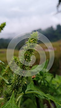 rain soaks the plant