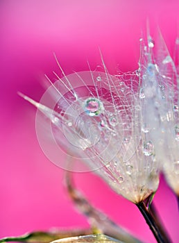 After rain with soft light, The pappus with raindrops on the pink background