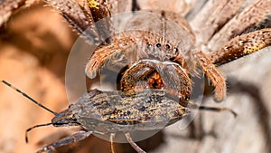 Rain Spider (Palystes Supercili