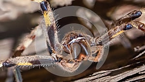 Rain Spider in threatening stance (Palystes Superciliosus)