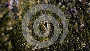 Rain with a spider on a web in macro photography. Creative. Bright small drops of water illuminated by the sun's