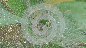 Rain on spider web in tropical rain forest.